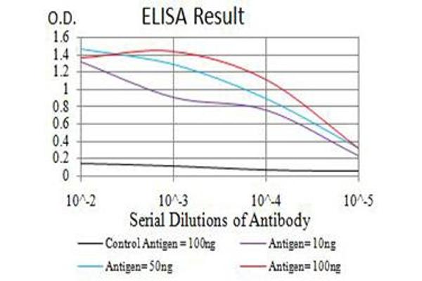 anti-Aurora Kinase A (AURKA) (AA 268-404) antibody