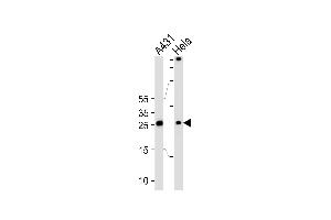 Image no. 1 for anti-Stratifin (SFN) (AA 222-248), (C-Term) antibody (ABIN5535412)