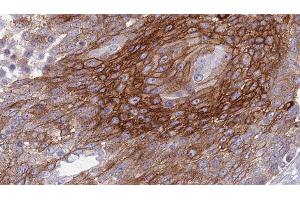 Image no. 2 for anti-Betacellulin (BTC) antibody (ABIN6260321)