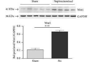 Expression of Wnt1 in kidney homogenates of sham and nephrectomized rats.