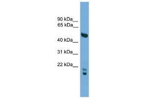 OMG antibody used at 1 ug/ml to detect target protein.