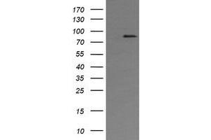 Image no. 1 for anti-AFG3-Like Protein 2 (AFG3L2) (AA 1-250) antibody (ABIN1490630)