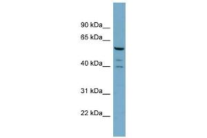 Image no. 2 for anti-RAB Guanine Nucleotide Exchange Factor (GEF) 1 (RABGEF1) (N-Term) antibody (ABIN2786039)
