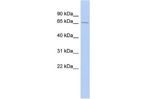 Image no. 1 for anti-La Ribonucleoprotein Domain Family, Member 4 (LARP4) (Middle Region) antibody (ABIN2776610)