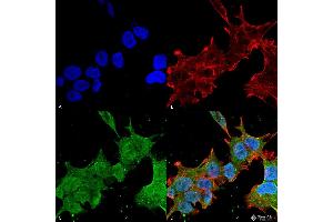 Immunocytochemistry/Immunofluorescence analysis using Mouse Anti-Brevican Monoclonal Antibody, Clone S294A-6 .