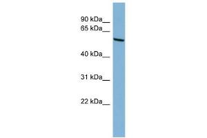Image no. 1 for anti-Cytochrome P450, Family 2, Subfamily C, Polypeptide 18 (CYP2C18) (N-Term) antibody (ABIN633982)