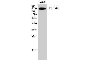 Image no. 1 for anti-Ubiquitin Specific Peptidase 40 (USP40) (Internal Region) antibody (ABIN3187434)