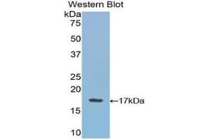 Image no. 1 for anti-Vascular Endothelial Growth Factor B (VEGFB) (AA 21-137) antibody (ABIN1078651)