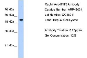 Image no. 3 for anti-Interferon-Induced Protein with Tetratricopeptide Repeats 3 (IFIT3) (N-Term) antibody (ABIN632163)