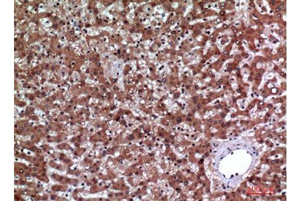 IGFBP3 antibody  (Internal Region)