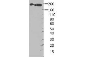Image no. 3 for anti-Myosin 9 (MYH9) (Middle Region) antibody (ABIN2783216)