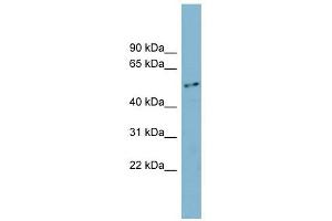 FAM90A1 抗体  (N-Term)