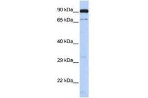 Image no. 1 for anti-CCCTC-Binding Factor (Zinc Finger Protein)-Like (CTCFL) (AA 36-85) antibody (ABIN6742652)