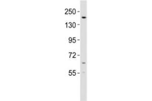 Image no. 2 for anti-Lysine (K)-Specific Demethylase 6B (Kdm6b) (AA 879-912) antibody (ABIN3031659)