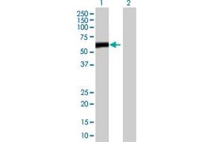 Western Blot analysis of ZBTB8 expression in transfected 293T cell line by ZBTB8 MaxPab polyclonal antibody.