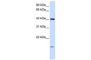 Image no. 1 for anti-Transmembrane Protein 79 (TMEM79) antibody (ABIN2459356)