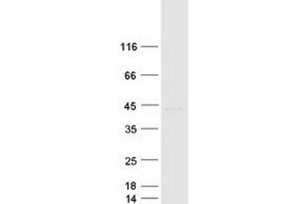 SOX1 Protein (Myc-DYKDDDDK Tag)