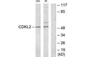 Image no. 1 for anti-Cyclin Dependent Kinase Like 2 (CDKL2) (AA 211-260) antibody (ABIN1534041)