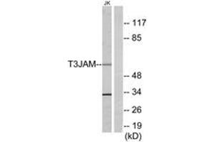 Image no. 1 for anti-TRAF3 Interacting Protein 3 (TRAF3IP3) (AA 251-300) antibody (ABIN1534491)