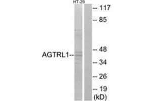 Image no. 1 for anti-Apelin Receptor (APLNR) (AA 141-190) antibody (ABIN1535565)