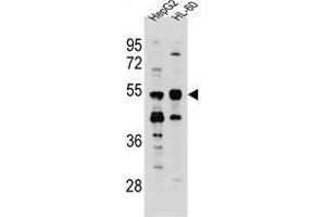TEKT5 antibody  (Middle Region)