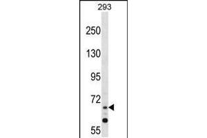 Image no. 1 for anti-Zinc Finger Protein 214 (ZNF214) (AA 31-59), (N-Term) antibody (ABIN5532436)
