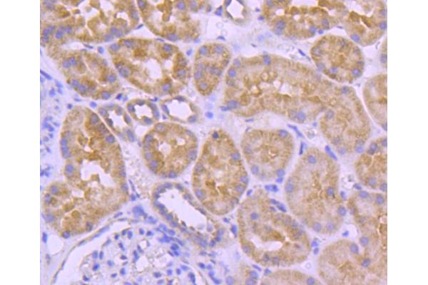 anti-V-Raf Murine Sarcoma 3611 Viral Oncogene Homolog (ARAF) antibody
