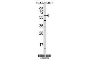 Image no. 2 for anti-Kruppel-Like Factor 4 (Gut) (KLF4) (AA 69-101) antibody (ABIN389187)
