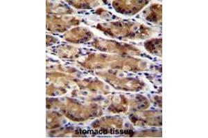 Image no. 1 for anti-Autophagy Related 16-Like 2 (ATG16L2) (AA 284-312), (Middle Region) antibody (ABIN950553)