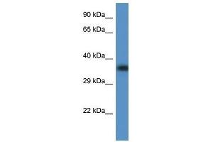 Image no. 1 for anti-F-Box Protein 32 (FBXO32) (C-Term) antibody (ABIN928666)