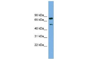 Image no. 1 for anti-RNA Binding Motif Protein 42 (RBM42) (Middle Region) antibody (ABIN2776570)