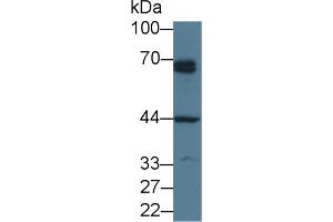 Image no. 1 for anti-Parathyroid Hormone 1 Receptor (PTH1R) (AA 28-188) antibody (ABIN1870093)