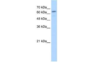 Image no. 1 for anti-Glucuronidase, beta (GUSB) (C-Term) antibody (ABIN2781774)