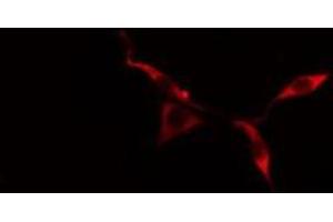 Image no. 2 for anti-Potassium Voltage-Gated Channel, Subfamily G, Member 3 (KCNG3) (Internal Region) antibody (ABIN6258651)