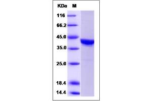 Image no. 1 for Casein Kinase 2 alpha 1 (CSNK2A1) (AA 1-391) protein (ABIN3216430)