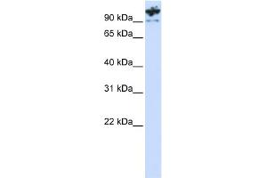 Image no. 1 for anti-Protocadherin alpha 6 (PCDHA6) (C-Term) antibody (ABIN2784011)
