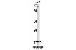 Image no. 1 for anti-Microfibrillar Associated Protein 5 (MFAP5) antibody (ABIN2445718)