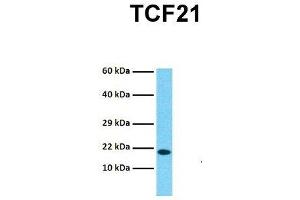 TCF21 antibody  (N-Term)