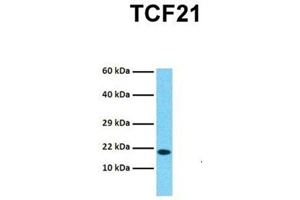 TCF21 antibody  (N-Term)