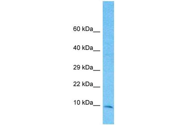 TIMM10 antibody  (Middle Region)