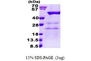 Image no. 1 for N(alpha)-Acetyltransferase 30, NatC Catalytic Subunit (NAA30) (AA 1-362) protein (His tag) (ABIN6387229)