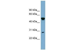 Image no. 1 for anti-Src-Like-Adaptor (SLA) (Middle Region) antibody (ABIN2775348)
