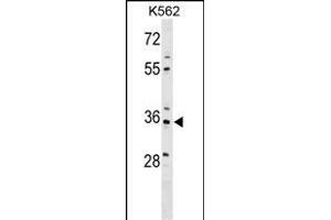 PDLIM4 Antibody (Center) (ABIN1538654 and ABIN2849500) western blot analysis in K562 cell line lysates (35 μg/lane).