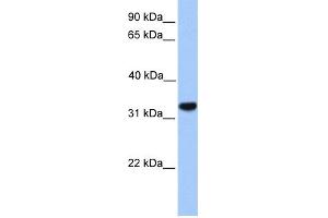 Image no. 1 for anti-Calcium Channel, Voltage-Dependent, gamma Subunit 4 (CACNG4) (N-Term) antibody (ABIN2776202)