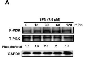 Image no. 107 for anti-Glyceraldehyde-3-Phosphate Dehydrogenase (GAPDH) (Center) antibody (ABIN2857072)