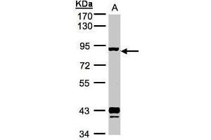 Image no. 4 for anti-Adrenergic, Beta, Receptor Kinase 1 (ADRBK1) (C-Term) antibody (ABIN2855125)