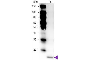 Western Blot of Peroxidase Conjugated Rabbit anti-IL-17F antibody.