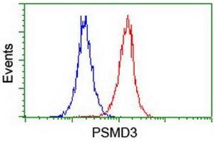 Image no. 2 for anti-Proteasome (Prosome, Macropain) 26S Subunit, Non-ATPase, 3 (PSMD3) antibody (ABIN1499980)