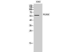 Image no. 1 for anti-Polymerase (RNA) III (DNA Directed) Polypeptide C (62kD) (POLR3C) (Internal Region) antibody (ABIN3186522)