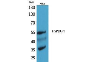 Image no. 2 for anti-HSPB (Heat Shock 27kDa) Associated Protein 1 (HSPBAP1) (Internal Region) antibody (ABIN3187686)